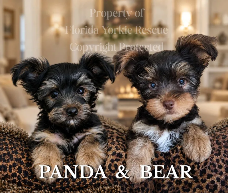 Panda & Bear  thumbnail 2