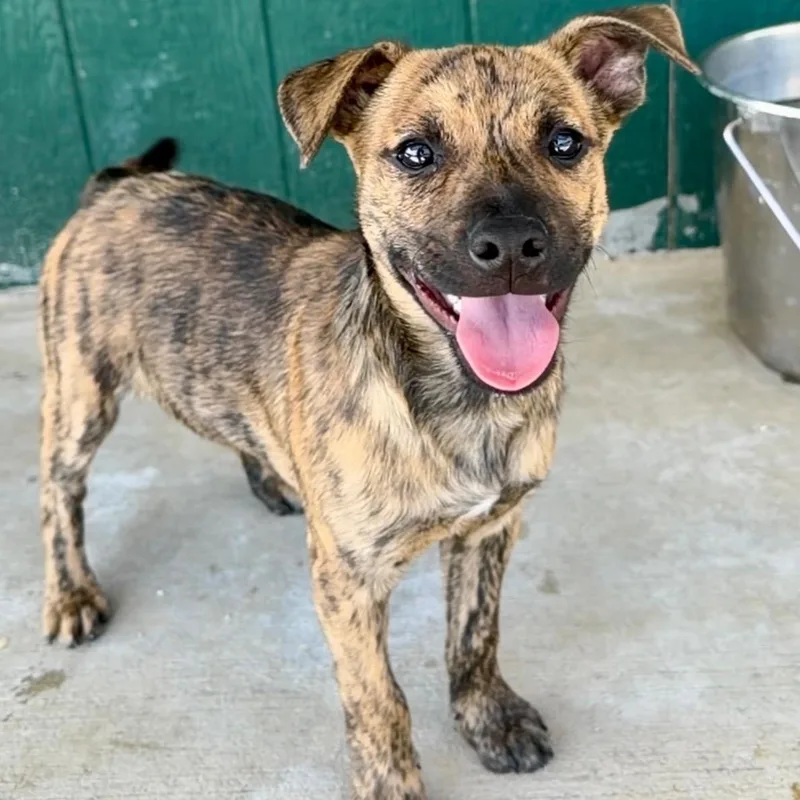 A baby medium-sized male Brindle Shepherd dog named Scout for adoption in Bella Vista, AR