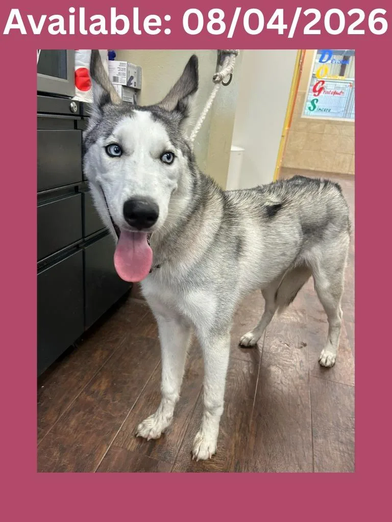 A young medium-sized female Husky dog named Kennel for adoption in Greenville, TX