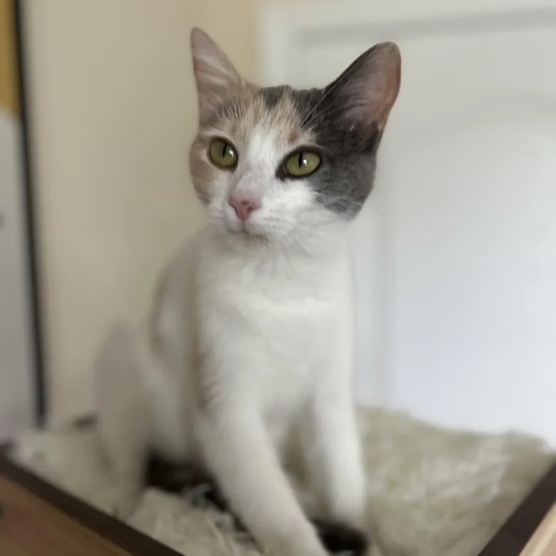 An adult medium-sized female White Domestic Short Hair cat named Joon for adoption in Fairfax Station, VA