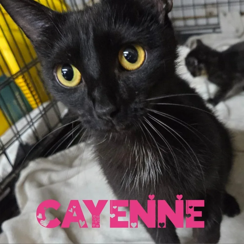 Cayenne