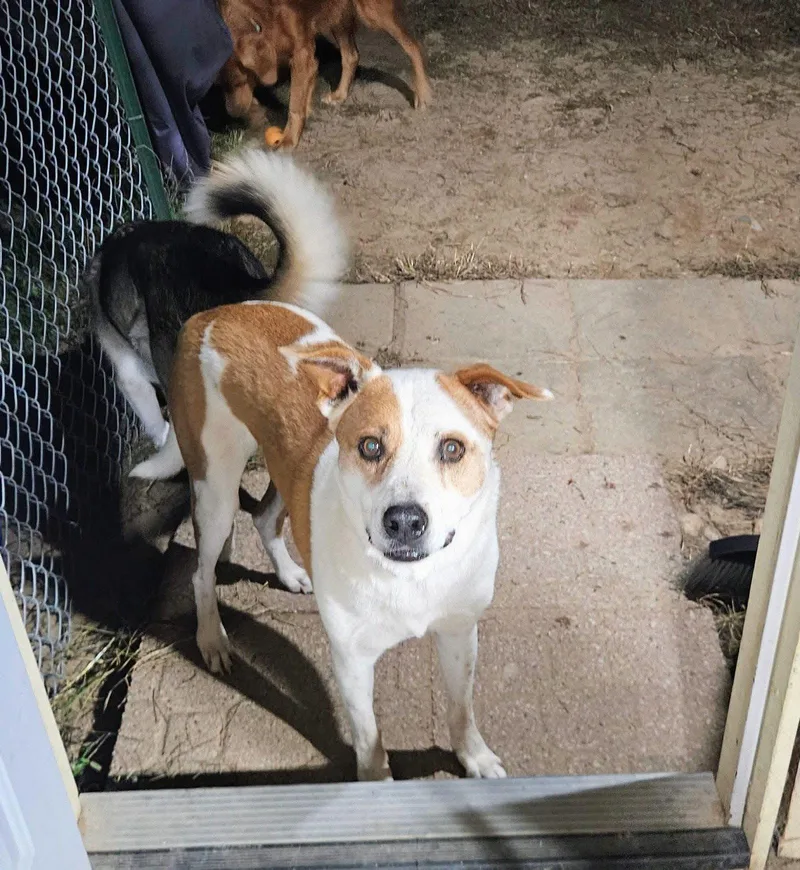 An adult large-sized male Australian Cattle Dog / Blue Heeler dog named Frankie for adoption in New London, WI