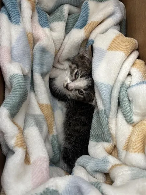 A baby medium-sized male Domestic Short Hair cat named May for adoption in Dallas, TX