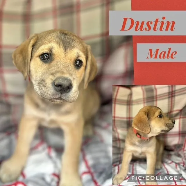 A baby medium-sized male Labrador Retriever dog named Dustin for adoption in Manchester, CT
