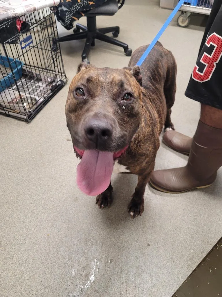 A senior large-sized female Pit Bull Terrier dog named Chi for adoption in Hopkinsville, KY