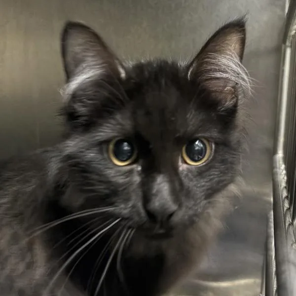 A young small-sized male Domestic Short Hair cat named Kenneth for adoption in Des Moines, IA