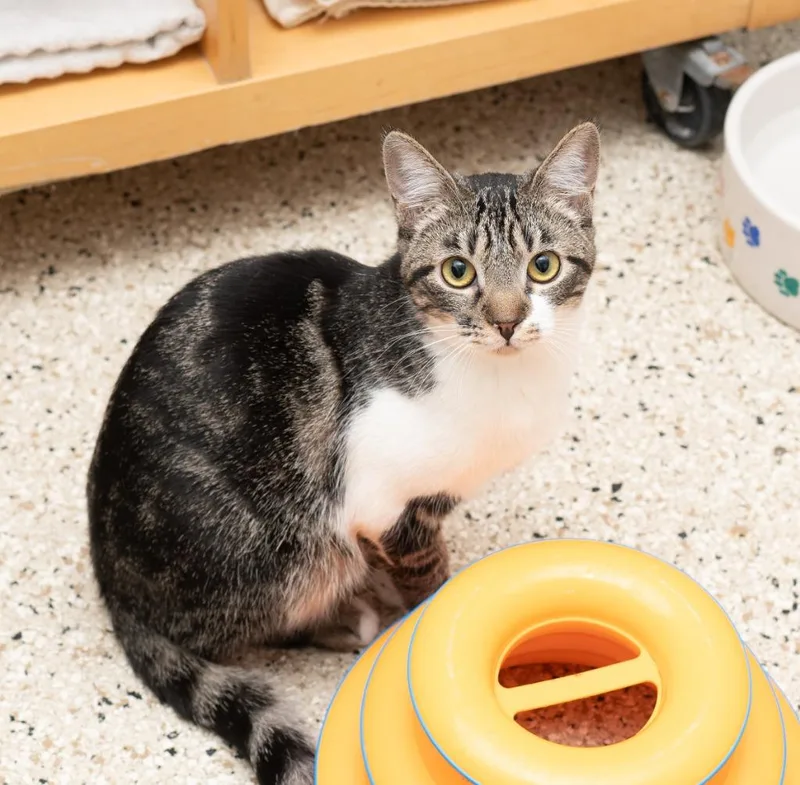 An adult small-sized female Domestic Short Hair cat named Watermelon for adoption in Los Angeles, CA