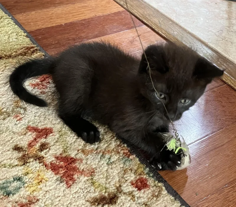 A baby medium-sized male Black Domestic Short Hair cat named Storm for adoption in Woodbridge, VA