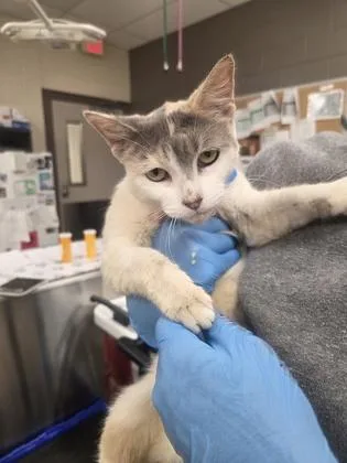 A young medium-sized female Domestic Short Hair cat named Starfire for adoption in Westland, MI