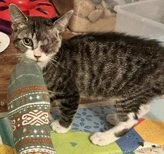 A young small-sized female Domestic Short Hair cat named Firefly for adoption in Aurora, CO
