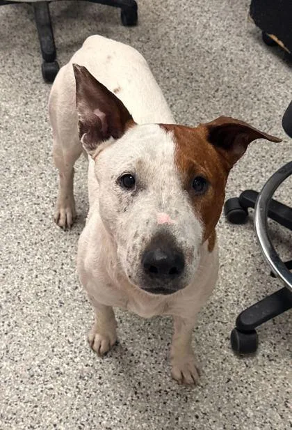 An adult large-sized male White / Cream Bull Terrier dog named Indiana for adoption in Kansas City, MO