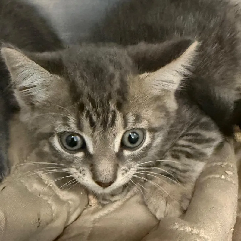 A baby small-sized male Gray / Blue / Silver Domestic Short Hair cat named Kirk for adoption in Troy, VA