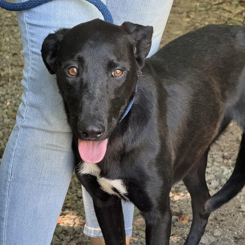 A young medium-sized female Black Labrador Retriever dog named Kahlua for adoption in Meherrin, VA