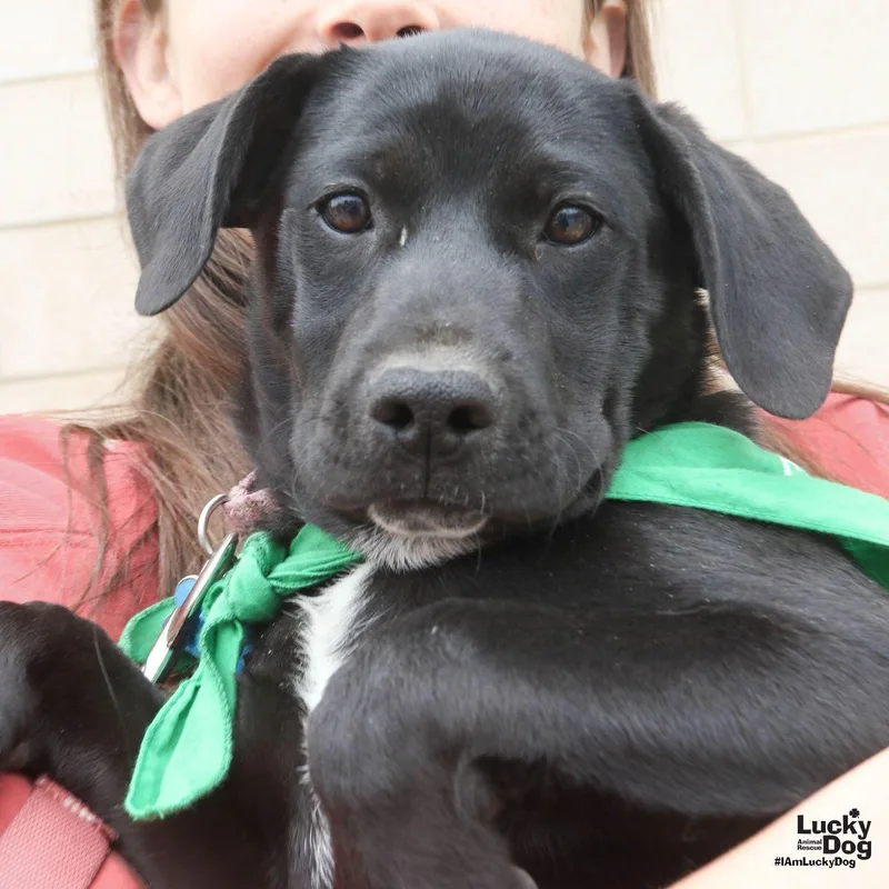 A baby large-sized female Shepherd dog named Alicia for adoption in Washington, DC