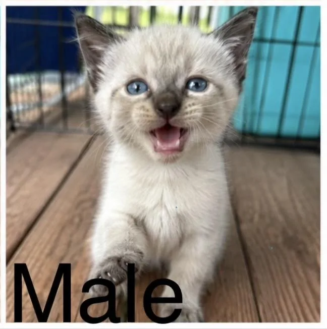 A baby medium-sized male Black American Shorthair cat named Skye for adoption in Rock Spring, GA