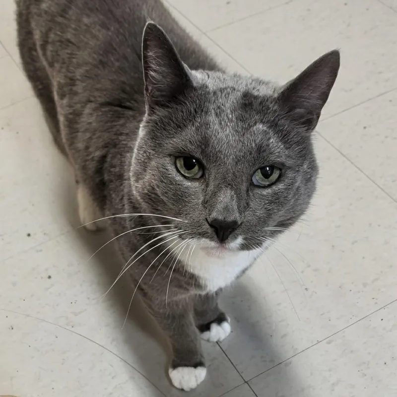 An adult large-sized male Gray & White Domestic Short Hair cat named Alice Cooper for adoption in West Jefferson, OH