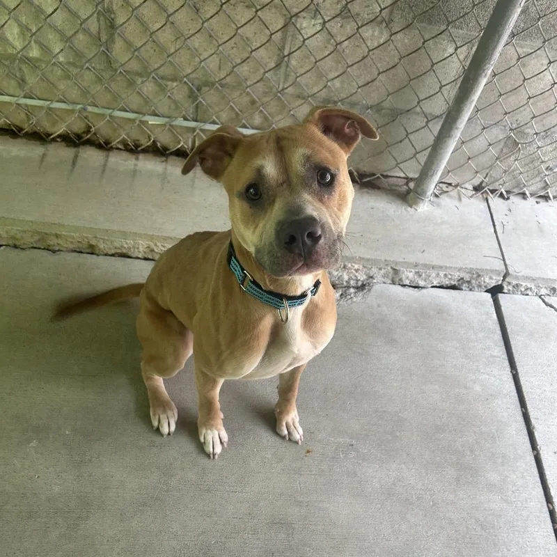 An adult small-sized female Yellow / Tan / Blond / Fawn Pit Bull Terrier dog named Paydin for adoption in Greenville, PA