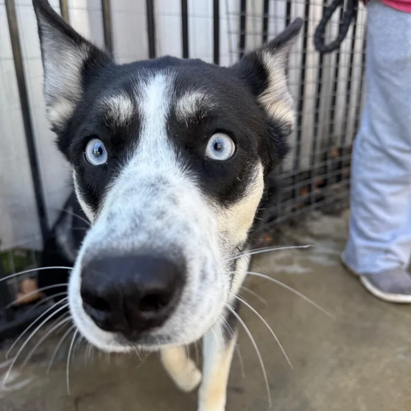 A young medium-sized female Black Husky dog named Americano Aka Meri for adoption in Eufaula, OK