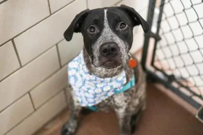 Koda
