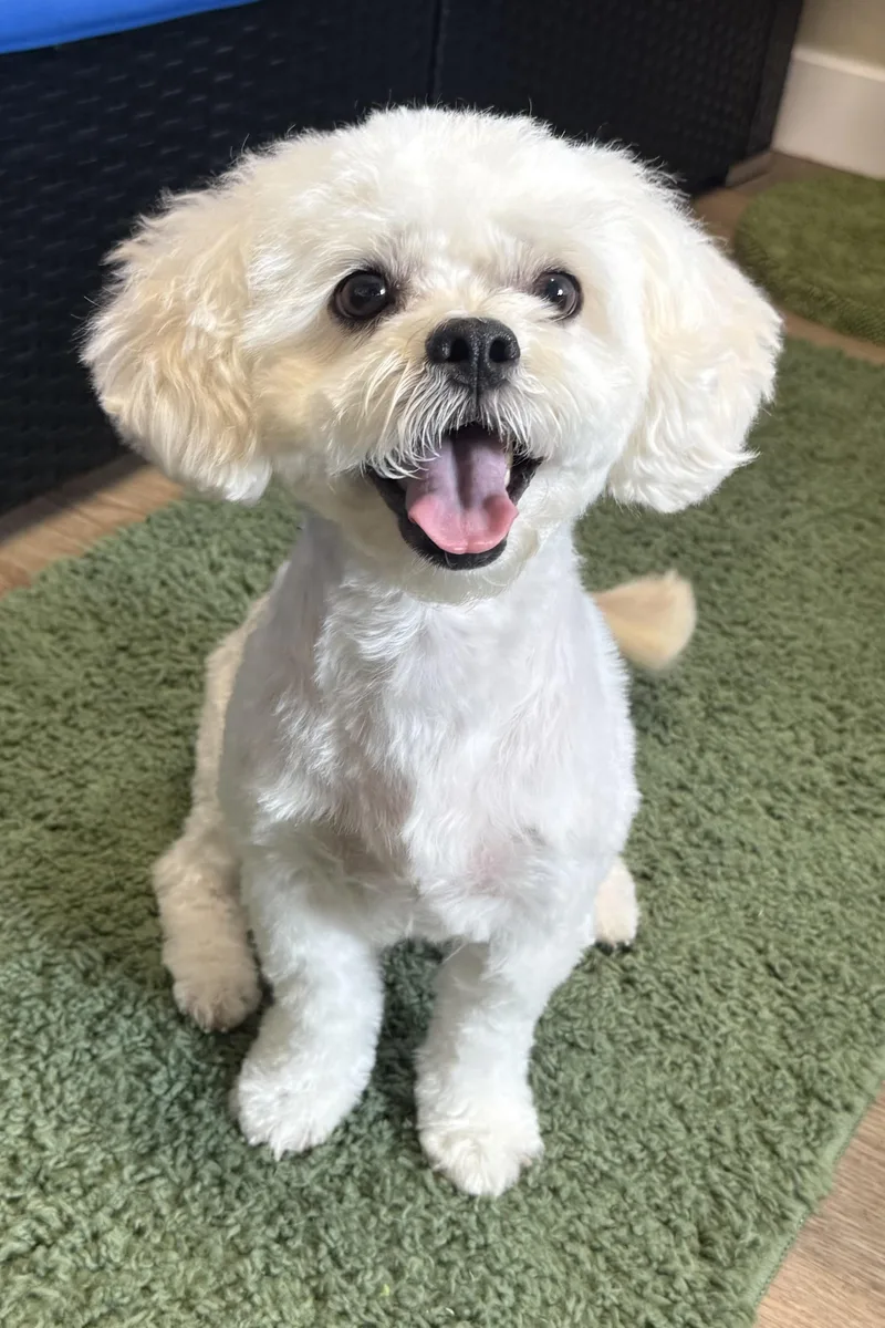 An adult small-sized female White / Cream Poodle (Toy) dog named Brooklyn for adoption in Plant City, FL