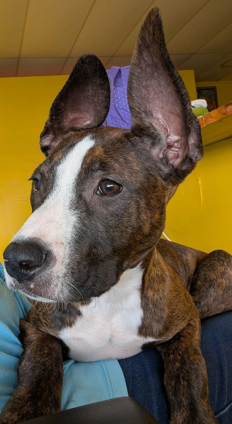 A baby medium-sized female Brindle Terrier dog named Libby for adoption in Pensacola, FL