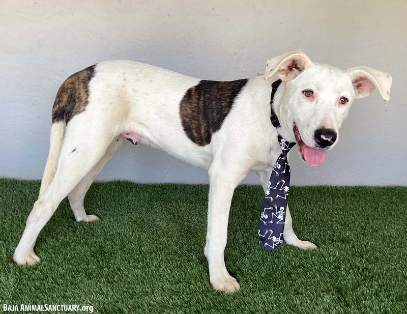 A young medium-sized male White / Cream Pit Bull Terrier dog named Benny for adoption in San Diego, CA