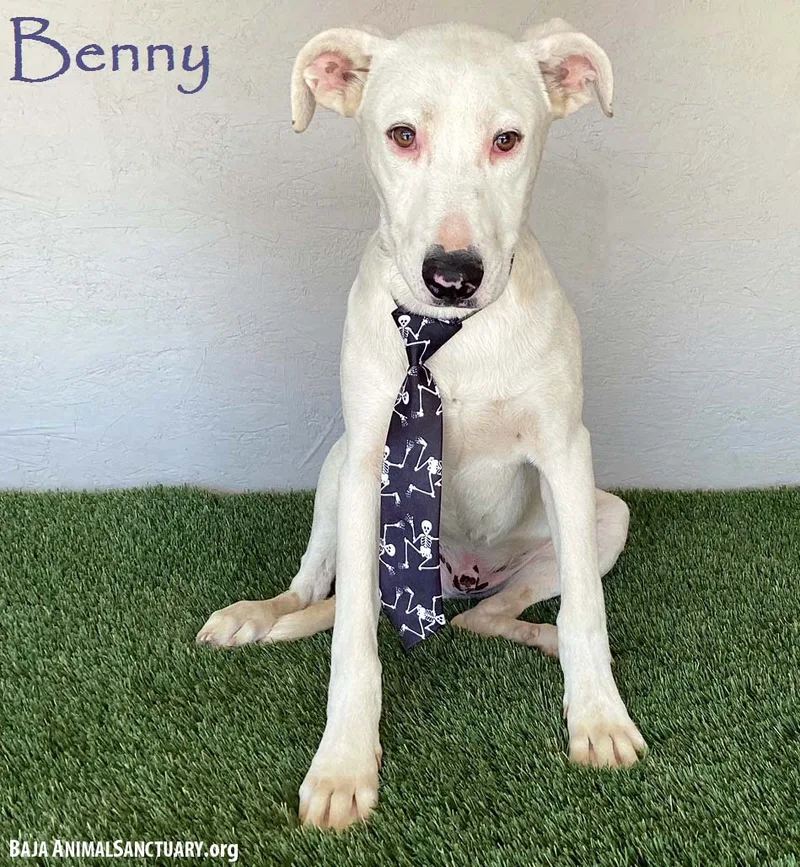 Benny thumbnail 2