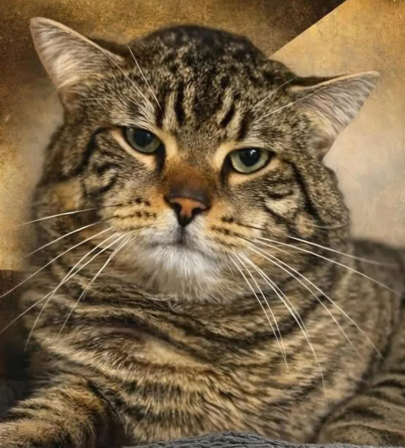 An adult medium-sized male Tabby (Brown / Chocolate) Domestic Short Hair cat named Hamilton for adoption in Stratford, CT