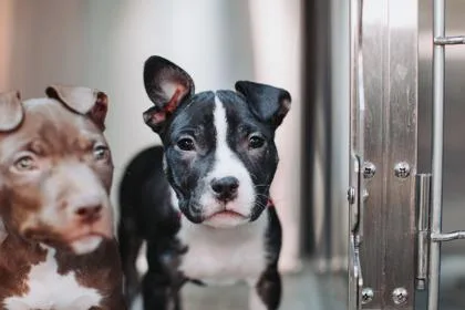 A baby small-sized female American Staffordshire Terrier dog named a Maggie for adoption in North Charleston, SC