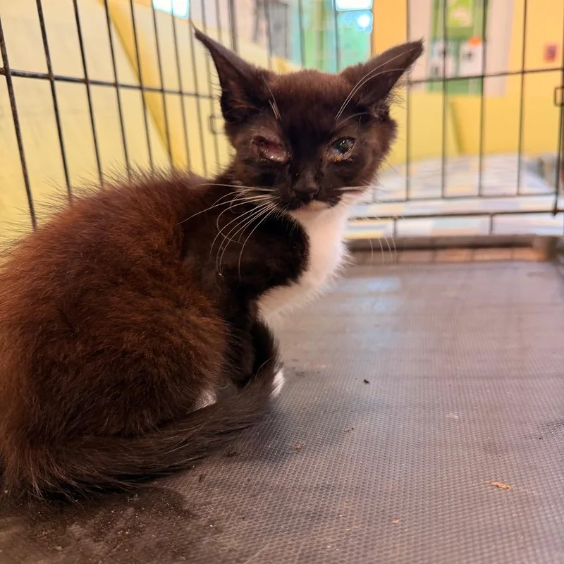 A baby small-sized female Black Domestic Short Hair cat named Quince for adoption in Lynchburg, VA