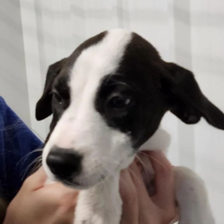 Journey's Puppies