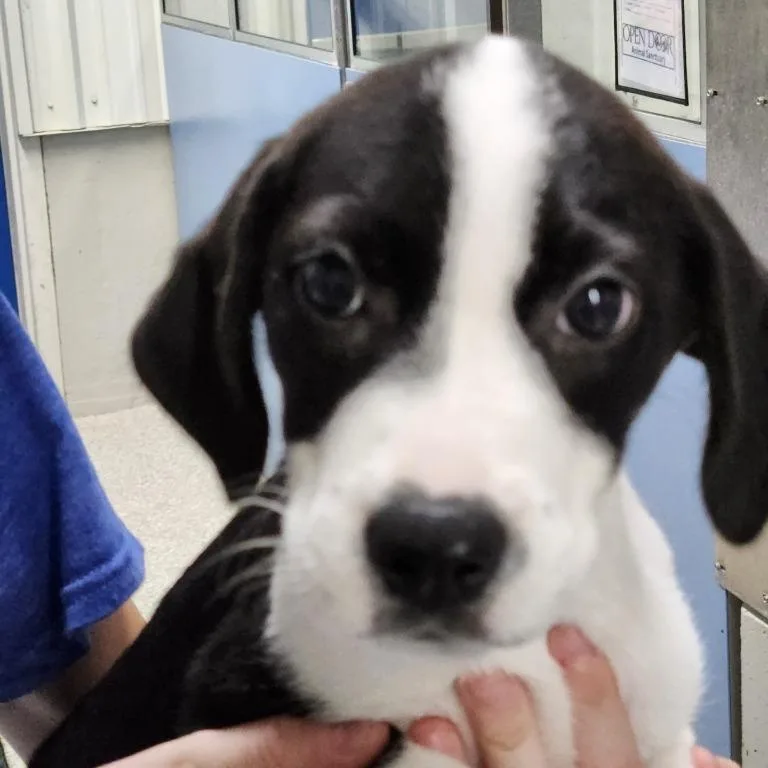 Journey's Puppies thumbnail 2