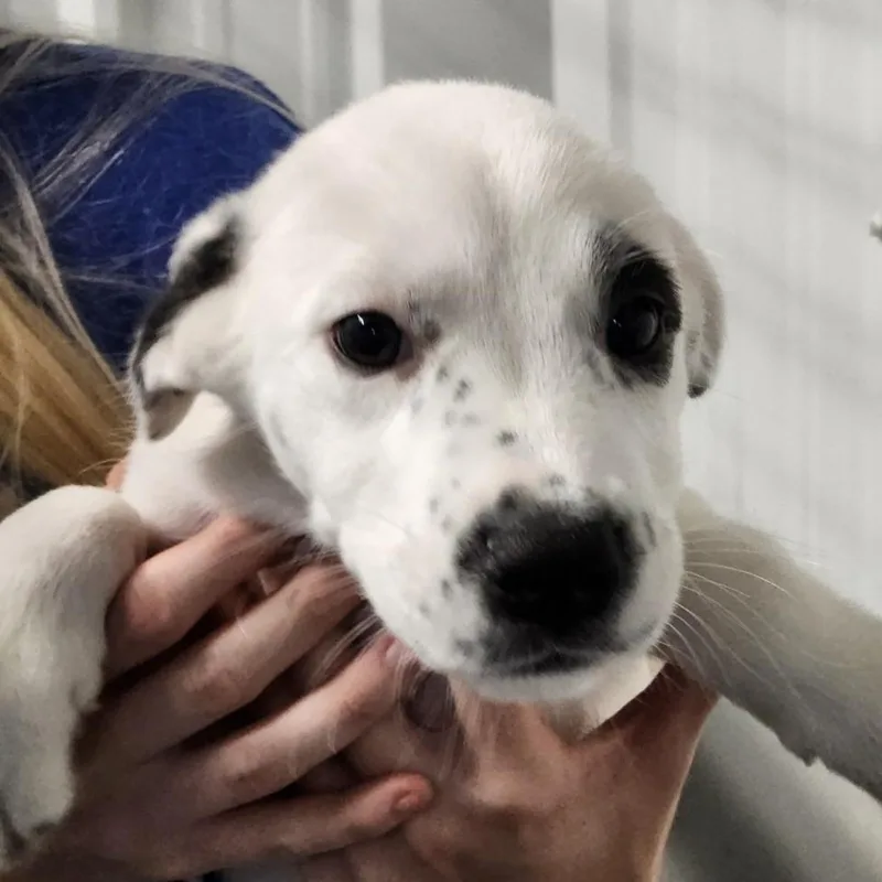 Journey's Puppies thumbnail 3