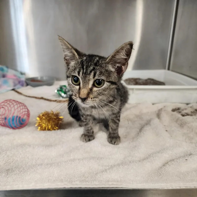 A baby small-sized female Gray / Blue / Silver Domestic Short Hair cat named Mandy for adoption in Evensville, TN