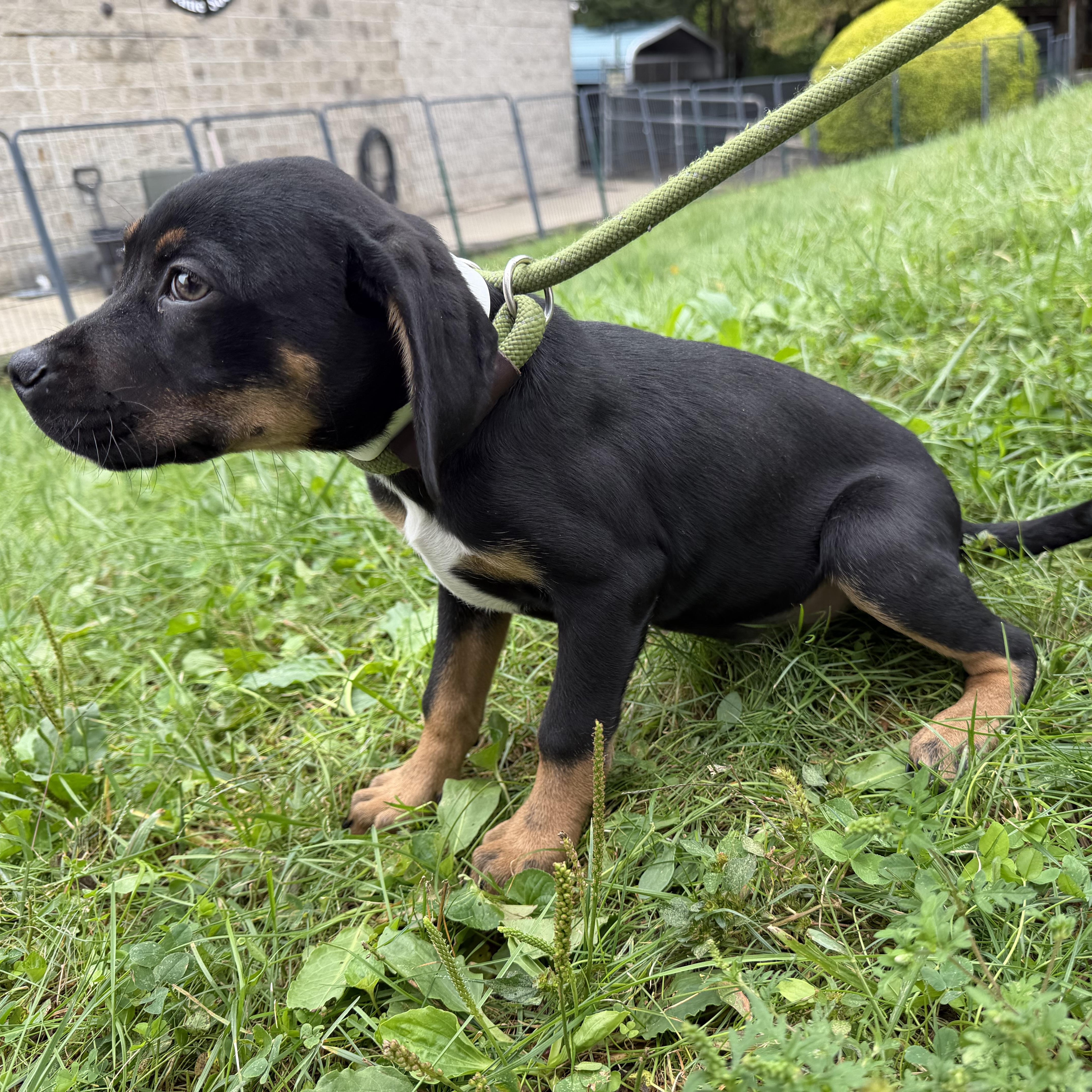 A baby medium-sized female Terrier dog named Sophia for adoption in Latrobe, PA