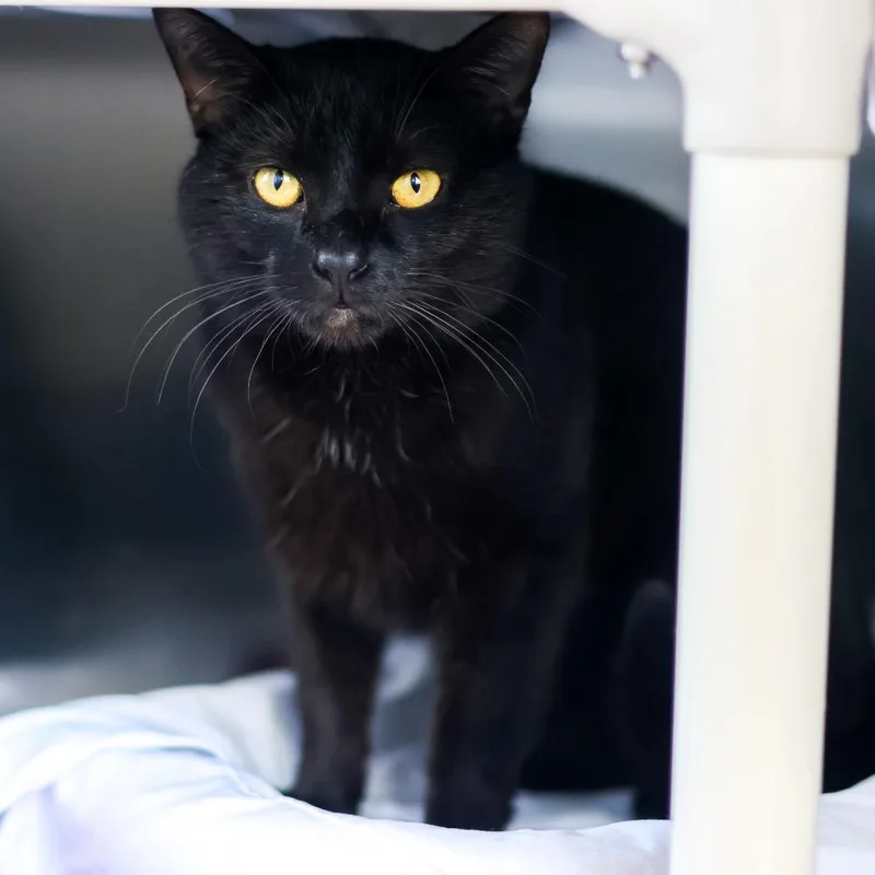 A young medium-sized male Black Domestic Short Hair cat named Walker for adoption in Newark, DE