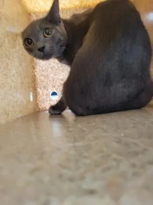 Graycie  Working Cat