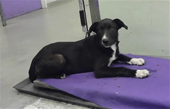 A baby medium-sized male German Shepherd Dog dog named Mark for adoption in Houston, TX