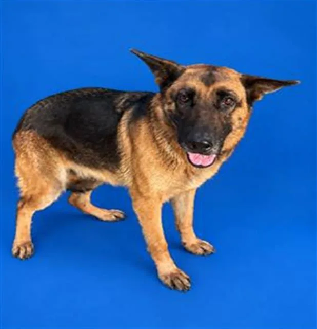 An adult large-sized female German Shepherd Dog dog named Girly for adoption in Winter Haven, FL