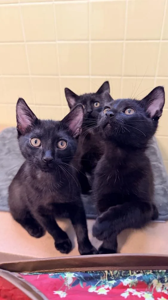 A baby small-sized female Domestic Short Hair cat named Sport Pepper for adoption in Chicago, IL