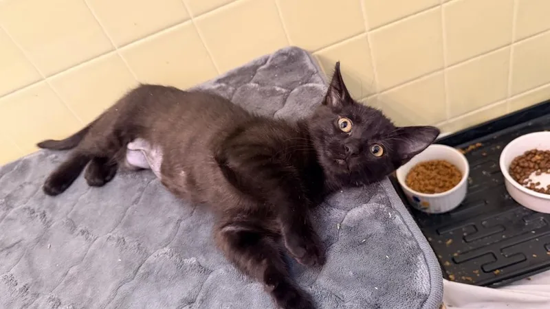 Sport Pepper thumbnail 2