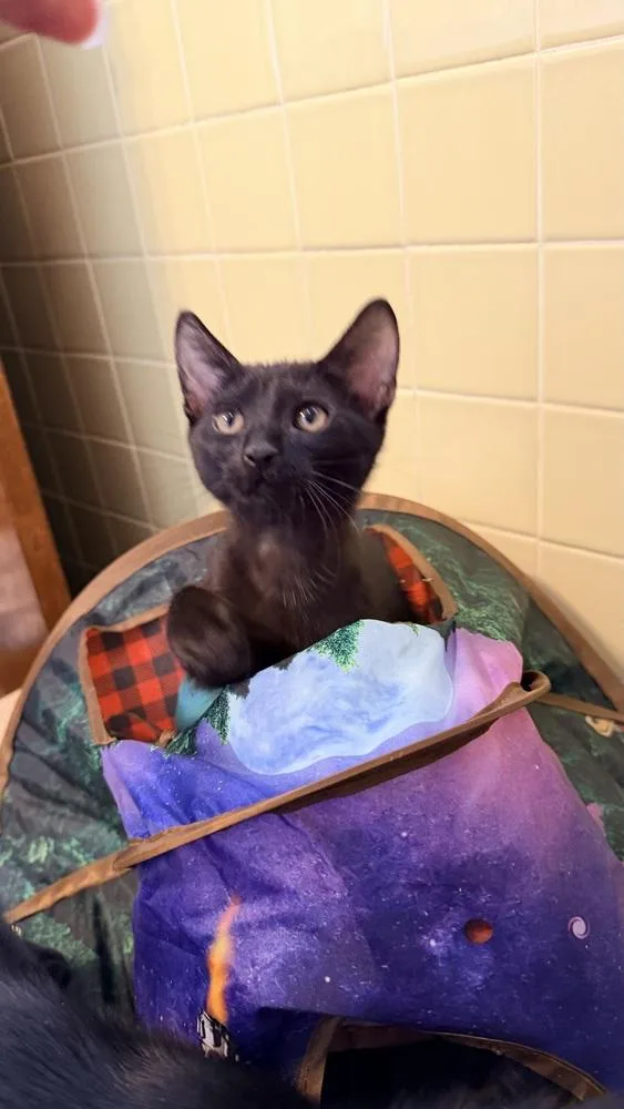 Sport Pepper thumbnail 3