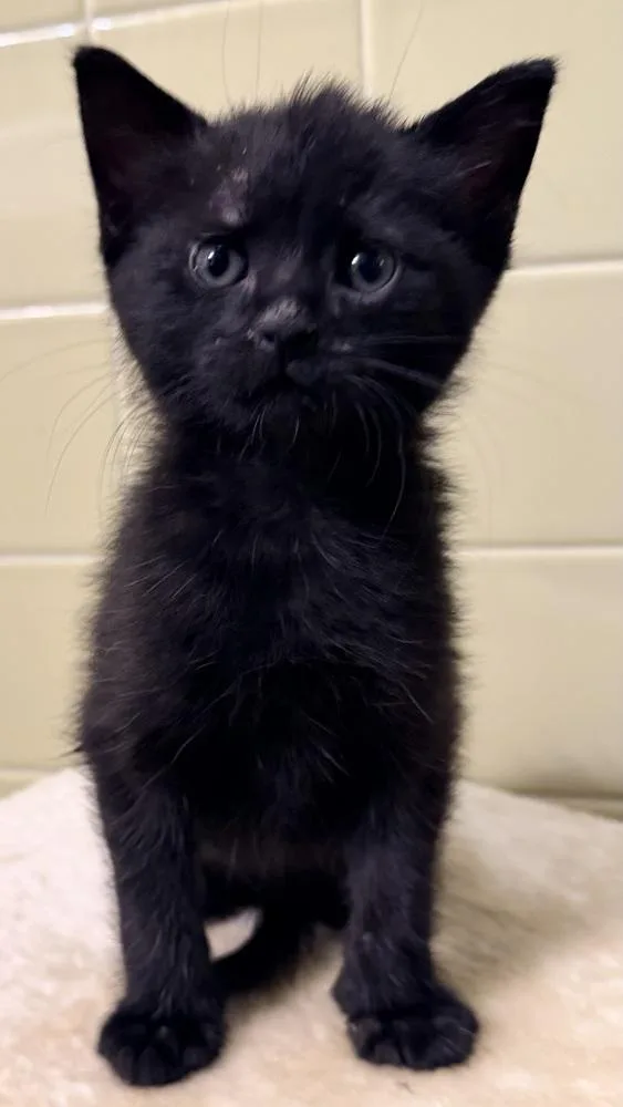 Sport Pepper thumbnail 4