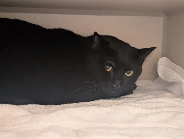 A young small-sized male Domestic Short Hair cat named Midnight Jalapeno for adoption in Denver, CO