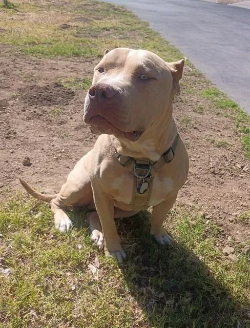 An adult large-sized male American Staffordshire Terrier dog named Oden for adoption in Castaic, CA