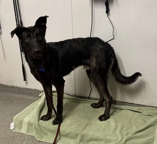 A young large-sized male German Shepherd Dog dog named Ozzy for adoption in Escondido, CA
