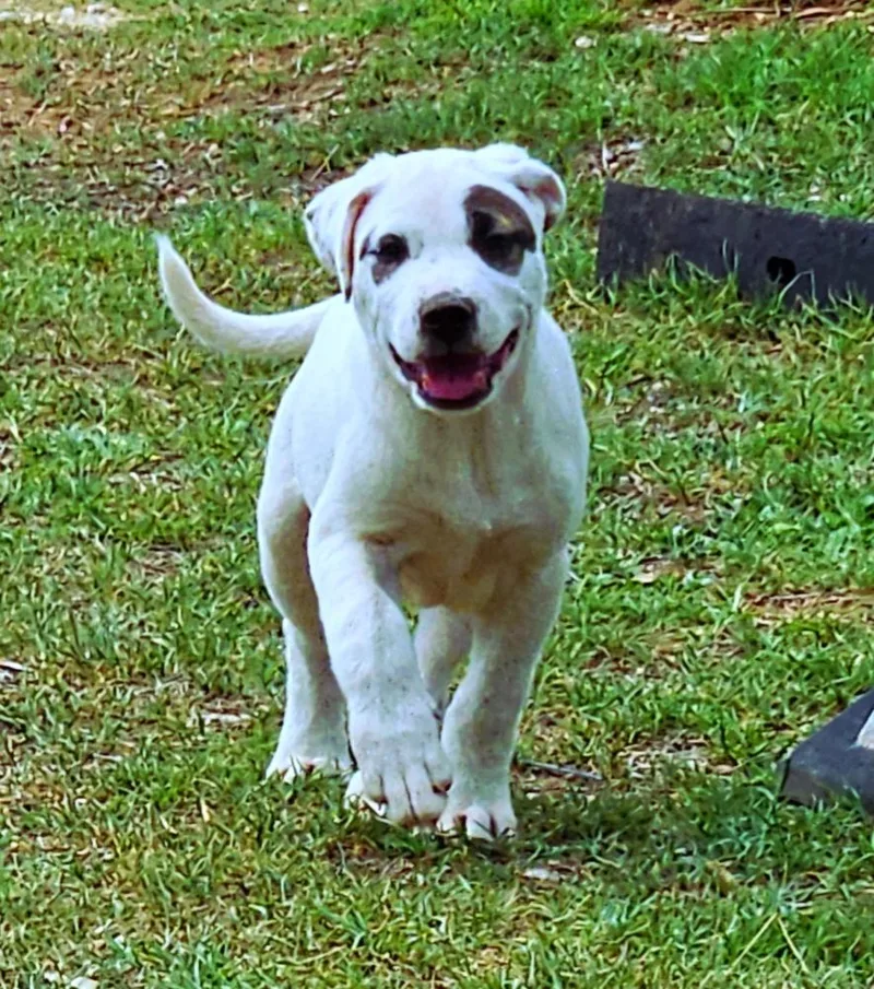 A baby large-sized male Tricolor (Brown, Black, & White) Mixed Breed dog named Petey for adoption in San Antonio, TX