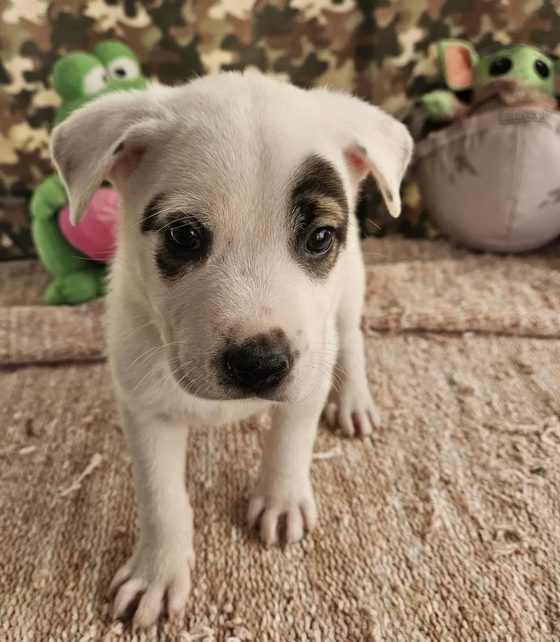 Petey thumbnail 4