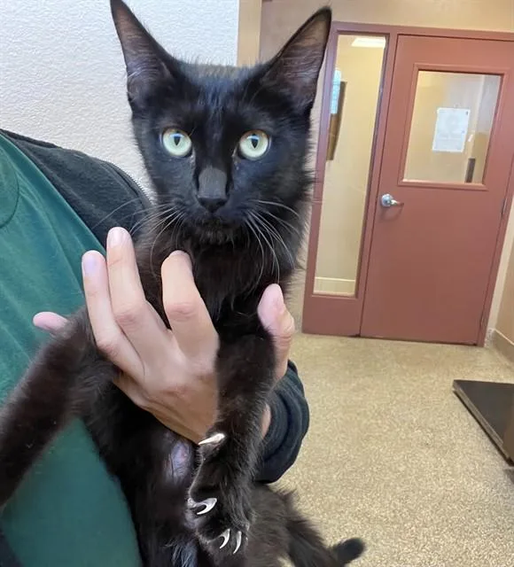 A young medium-sized female Domestic Short Hair cat named Mamba for adoption in Thousand Palms, CA