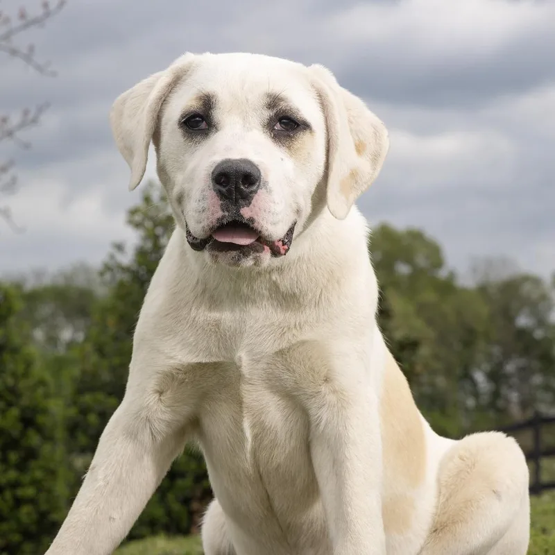 A baby large-sized female Yellow / Tan / Blond / Fawn Mixed Breed dog named Nebula for adoption in Franklin, TN